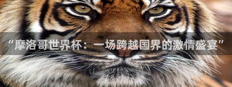 世界杯直播高清：“摩洛哥世界杯：一场跨越国界的激情盛宴”
